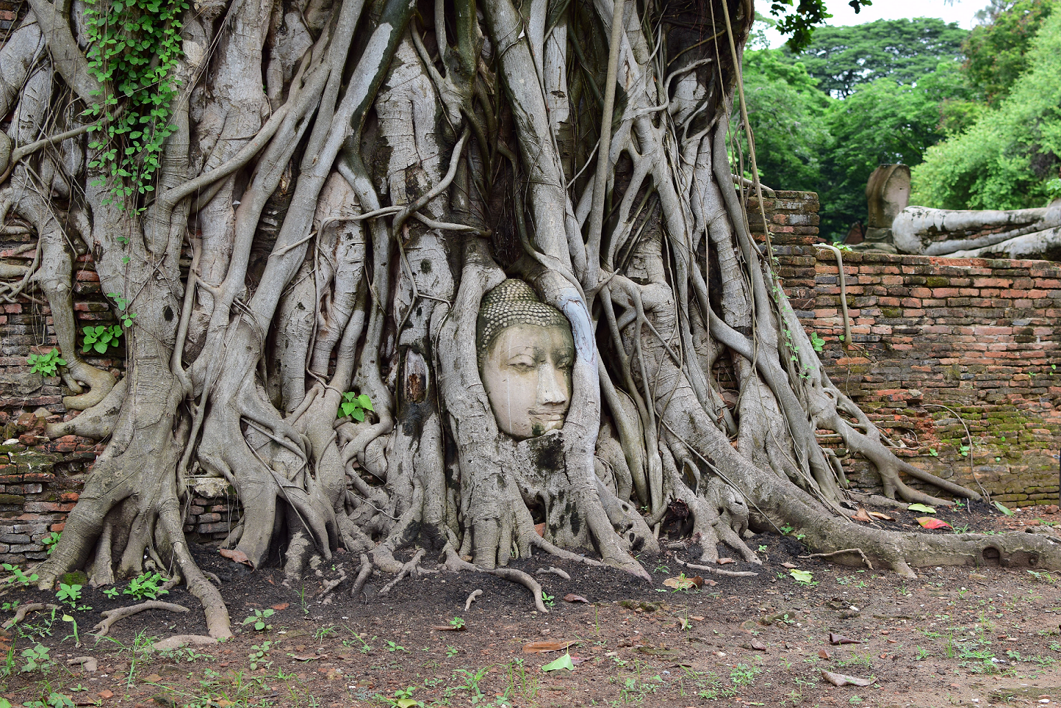 木の根に仏頭のある「ワットマハタート（ワットプラマハタート）」